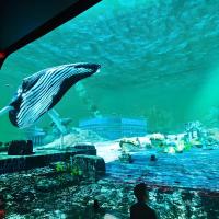 Teatro Experiencial Northern Lights Cinema Imersivo Indoor
