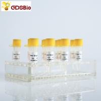 Power Green qPCR Mix para DNA em tempo real PCR 10 ml