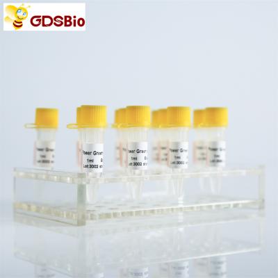 SYBR QPCR verde misturado com ROX para ABI Roche DNA PCR em tempo real