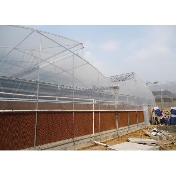 Large Single Layer PE Film Multi-Span Agricultural Greenhouse Metal Frame Cold Frame