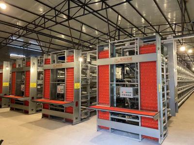 Multi - Tier Chicken Egg Laying Equipment Corrosion Resistance Customized Size