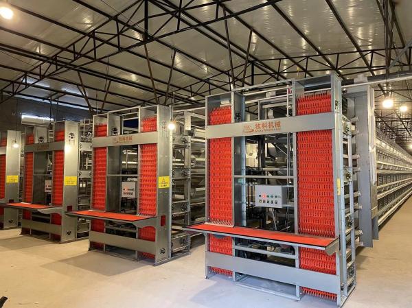 Commercial Automatic Chicken Cage Good Elasticity  No Deformation For Chicken Farm