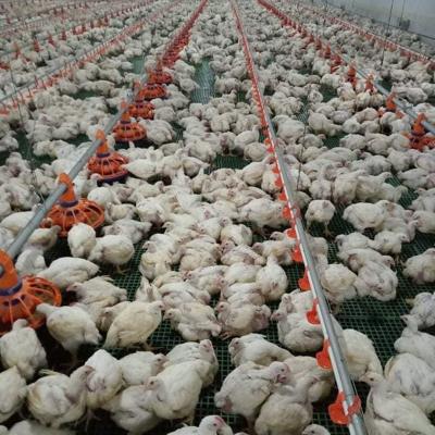 bandeja de alimentação /3M Easy Assamble do equipamento 3 da exploração avícola da tubulação de 45cm
