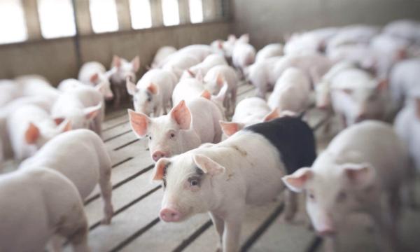 High Durability 2000 Pigs Farm Livestock Farming Equipment