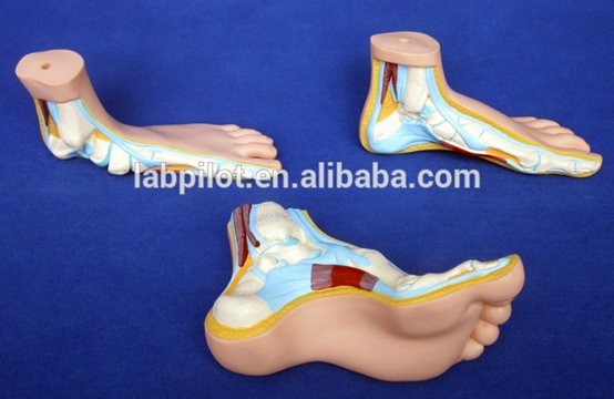 Item Palm Anatomy Models Human Life Size Hand Model for Medical Training Instruments