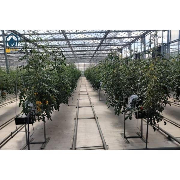 Gothic Plastic Poly Film Greenhouse Tropical Sawtooth Type Greenhouse For Agricultural Vegetable Tomato