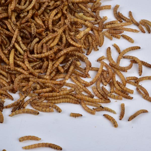 Dried Mealworms 100% Pure Natural High Protein Custom Mealworm Dried Hamster Small Pet Food