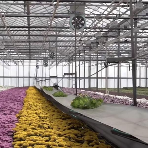 Sistema hidropónico de vegetales de invernadero de vidrio moderno multi-españo para el mercado multi-españo