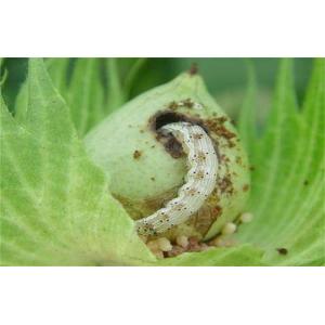 HaNPV+Bt Bio Pesticide for Cotton and Chili with No Safety Interval and Aircraft