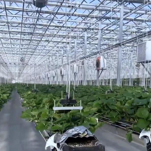 温室水栽培栽培システム シェーディングスクリーン 鉄筋構造 アメリカ通貨