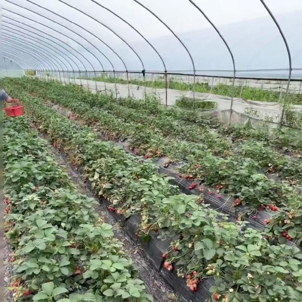 Large Innovative Agriculture Arches Tunnel Greenhouse Perfect for Year-Round Growing