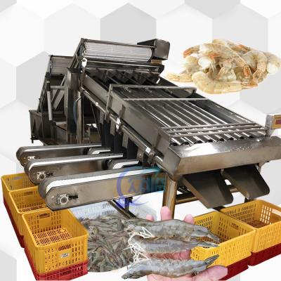 4.9KW SUS304 Máquina de classificação de camarão automática para classificação de tamanho de peixe