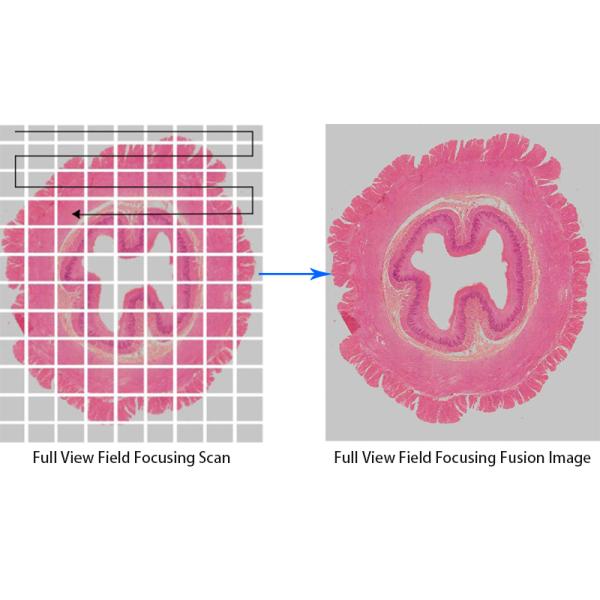 Research Scientific Full Auto Motorized Opto-Edu Binocular Biological Microscope A12.1095