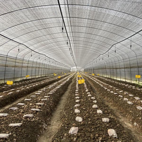 Side Ventilation Plastic Film Low Tunnel Greenhouse Single Span For Mushroom Growing