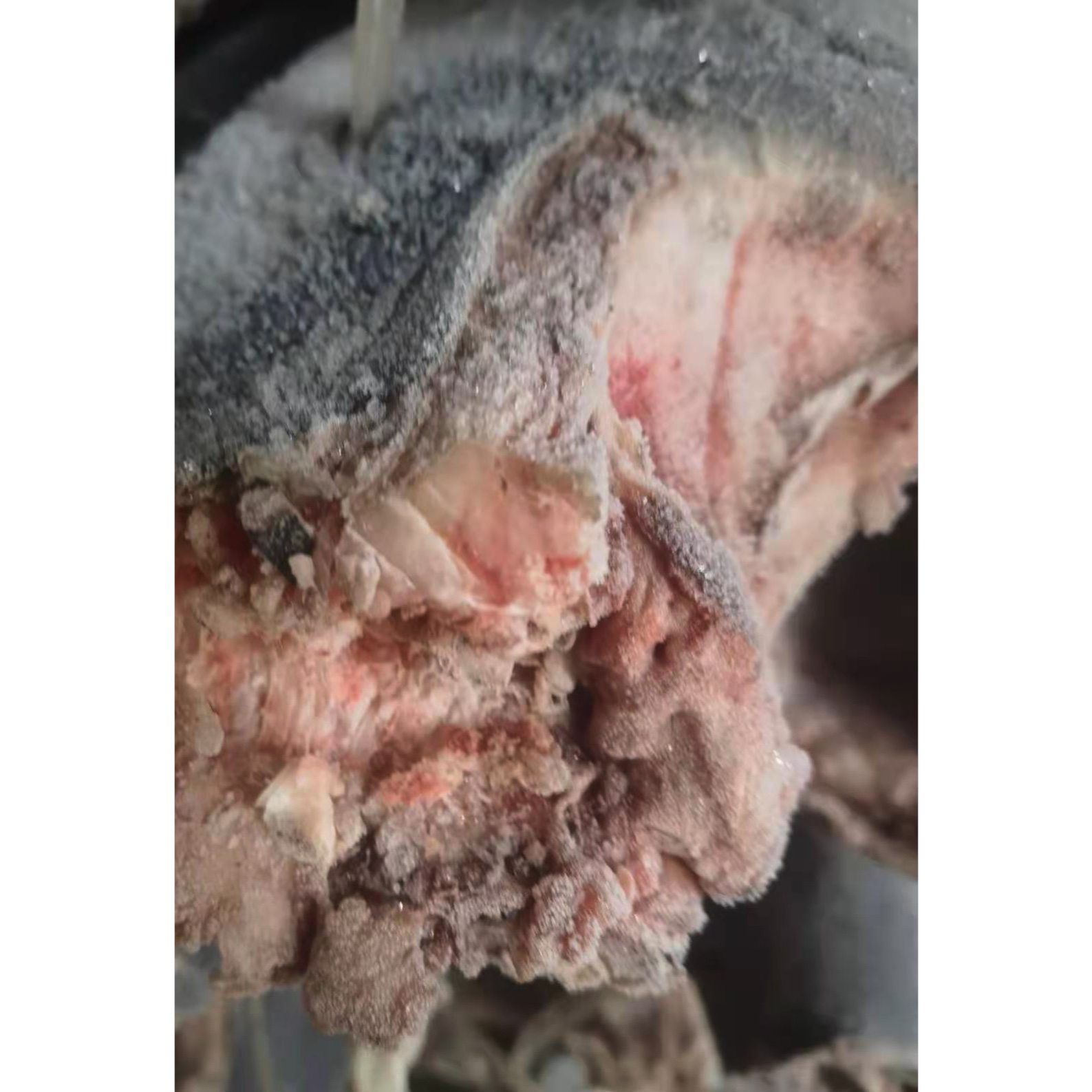 Замерзать IQF HGT индивидуальный быстрый 25kg + замороженные рыбы шпаги для продажи