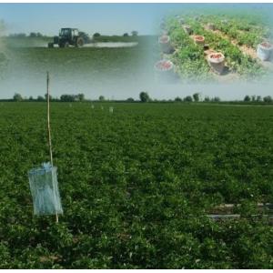 GOLD STAR INDUSTRY LTD