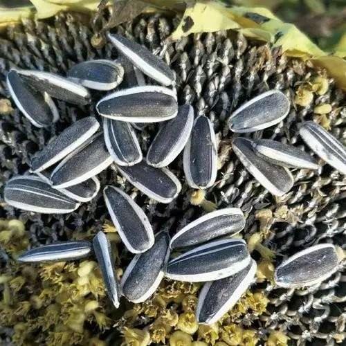 Experience the Benefits of Sunflower Seeds T5 in Your Business