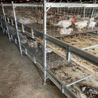 Les poussins de bébé mettent en cage avec le système potable de volaille complètement automatique