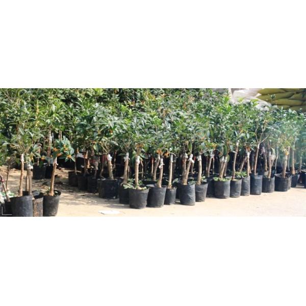 Dia цветочных горшков 6cm высокорослого поколения 9cm пластиковый повторно использовал баки питомника