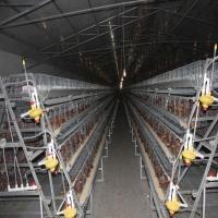 Un type système de rassemblement automatique d'oeufs de cage de fil de poulet