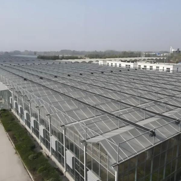 Hydroponic Venlo Glass Greenhouse Customizable