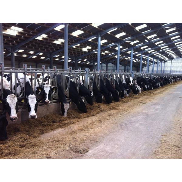Customized Steel Structure Cow Farm Building for Livestock House Management
