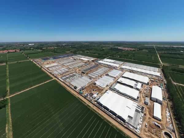 Steel Structure Materials of  Livestock Farm Highly Cost-effective Construction Plan