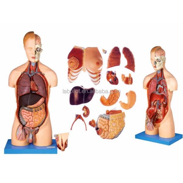 Advantage of 333 Numbered Positions Human Anatomy Torso Model with Muscles and Organs