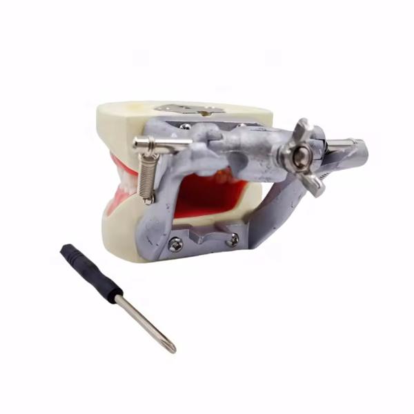 Modèle standard de dentisterie étudiant en dentisterie Typodonts dentaires en résine acrylique avec articulateur DP
