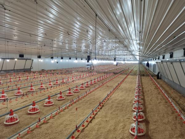 Hot Dip Galvanized Metal Steel Broiler Layer Poultry House With Automatic Brooding Equipment