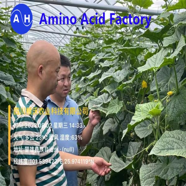 Ácido Amino Livre Hidrolizado 80 Em Pó Agricultura Matéria-Prima Orgânica