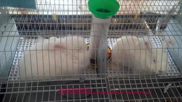 Rabbit Cage, Cage Net Galvanized Wire Poultry Farming Meat Broiler Battery Rearing Cage