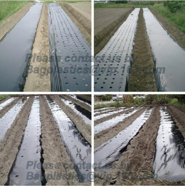 Weed Control Mulch Film, Agriculture Vegetable Black PE Films, 5 Holes Greenhouse Perforated Film