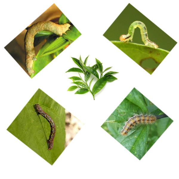 Биологическое инсектицид чайного дерева EoNPV Пестициды сельскохозяйственного производства Вирус ядерного полиэдроза