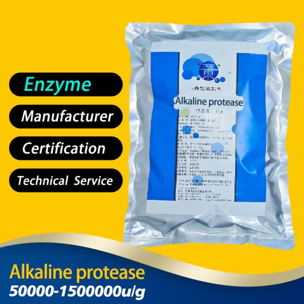 Poudre de protéase alcaline 50000u/g-1500000u/g Qualité alimentaire et pharmaceutique personnalisée Spécifications d'activité enzymatique personnalisées