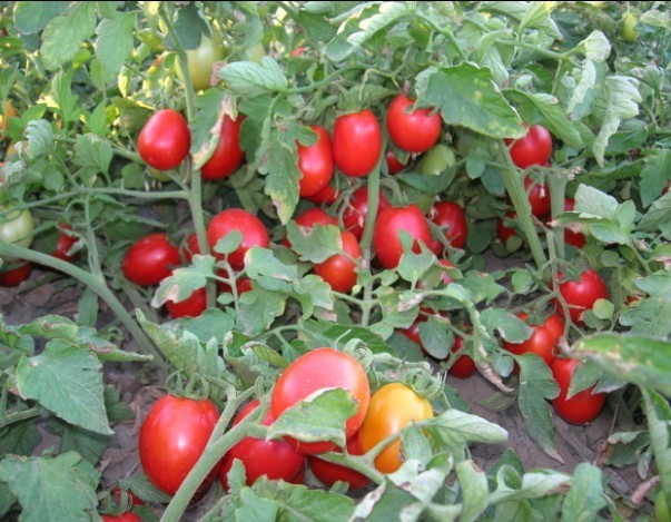 Jacka Oval Shape Determinate Tomato Seeds Vegetable Seeds For Commercial Farming T02
