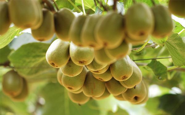 Os micronutrientes Foliar do adubo para os feijões de soja do milho que melhoram a flor frutificam ajuste