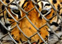 Cerco resistente do fio da corrente dos animais selvagens da oxidação de OHSAS 18001