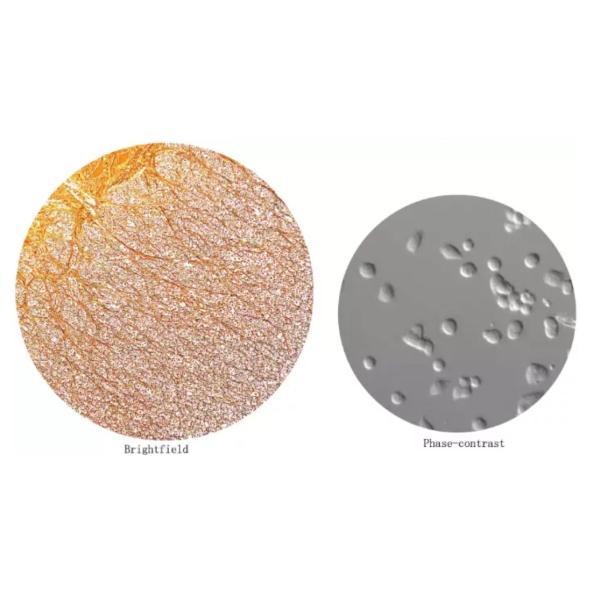 Binocular Biology Laboratory Equipment 4X 1000X Optical Microscope