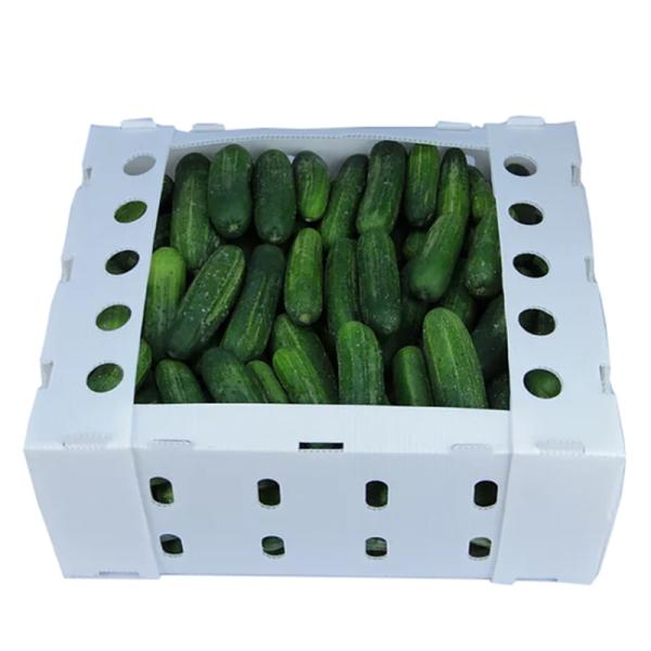 PP Corrugated Plastic Box for Vegetable Fruit Box Folding Coroplast Corn Okra Boxes