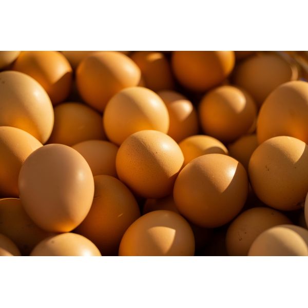 Commercial Egg Breaking And Separating Machine High Capacity Automatic Egg Cracker