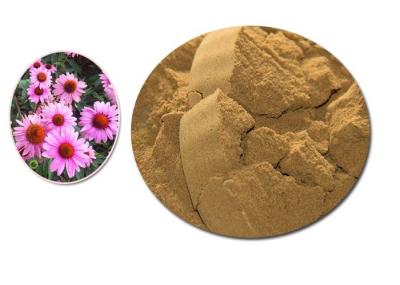 Purple Coneflower Dry Natural Herbal Extract Containing Min 4% Polyphenols