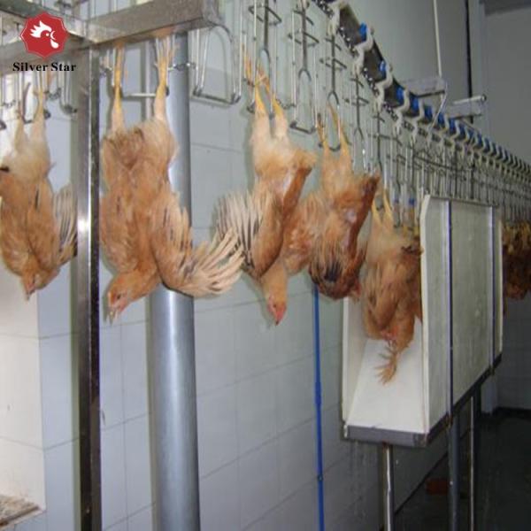 Aves de corral automáticas 500BPH que matan la cadena de sacrificio 304 del pollo del equipo