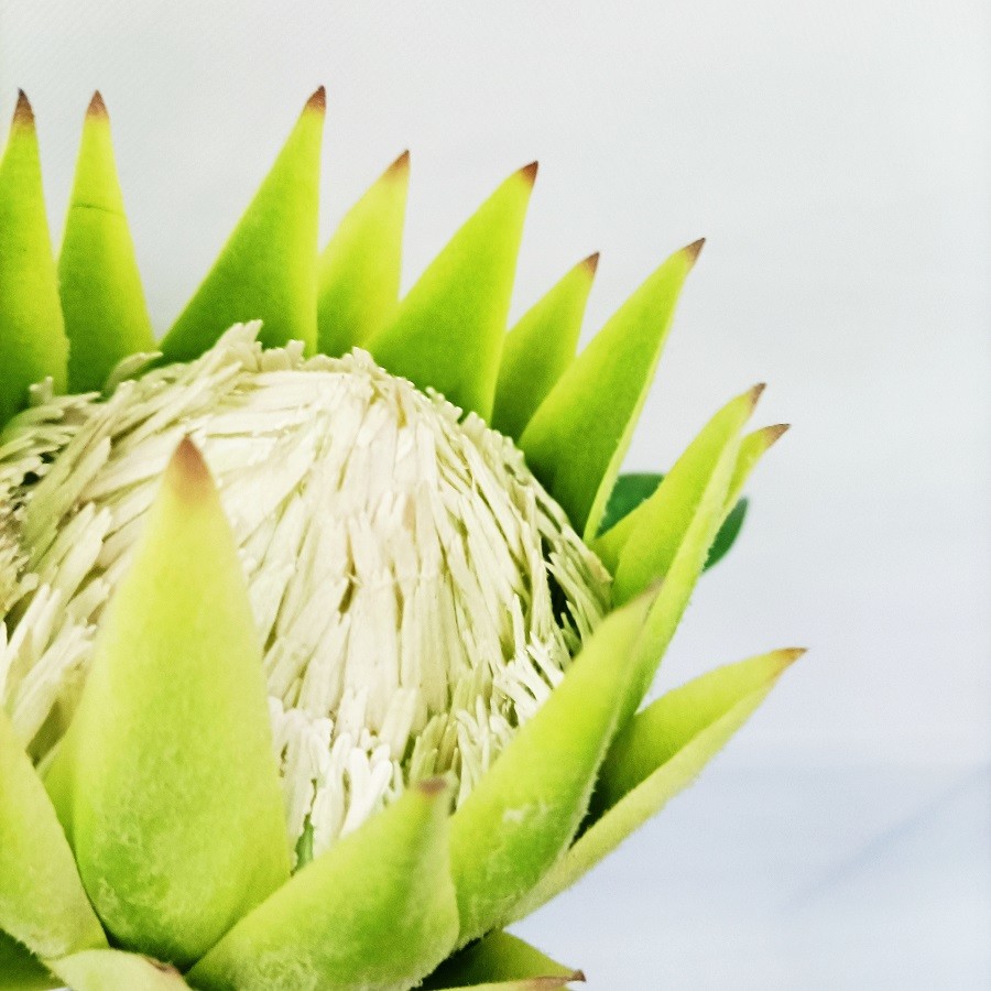 цветок Cynaroides короля Protea шелка заводов пола 60cm белый искусственный в горшке