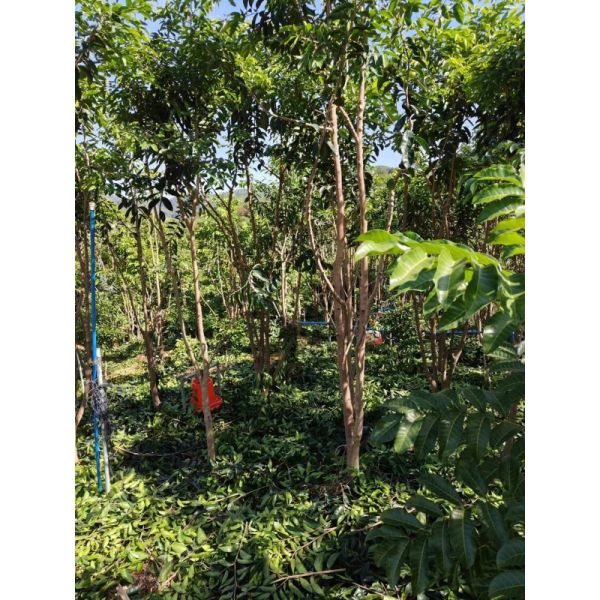 Guangdong Agarwood Oud Tree 10 Meters Planting Saplings White Sandalwood Seedling