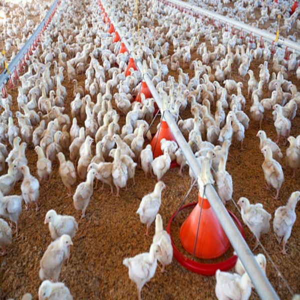 Poultry Farming Equipment Intelligent Feeding System with Low Maintenance and High Efficiency