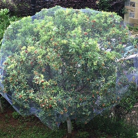 UV Resistant Anti Bird Net for Fruit Trees Vineyards Bird Proof Crop
