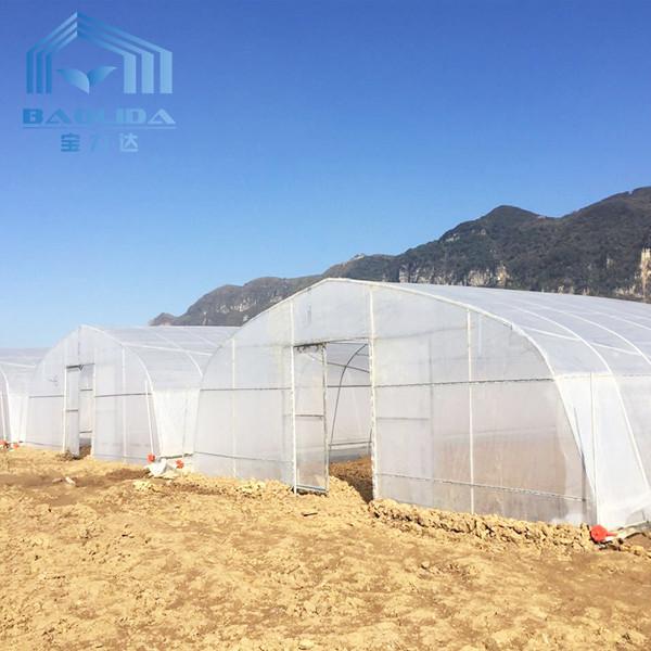 Single-span PE Covered Tunnel Plastic Greenhouse For Strawberry Grape Raspberry