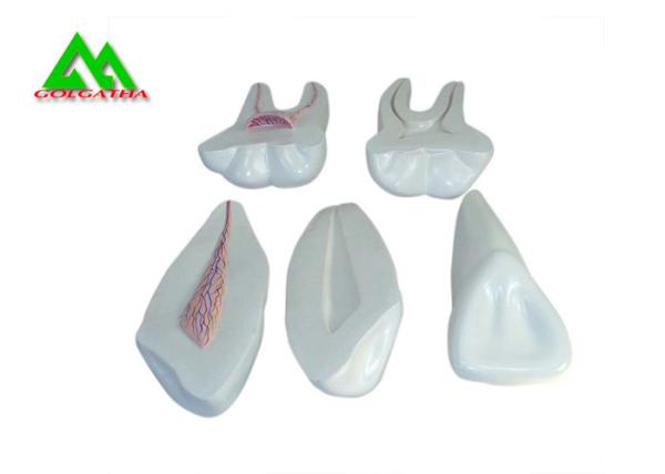 PVC Plastic Soft Gum Teeth Model , Dental Models For Teaching CE ISO