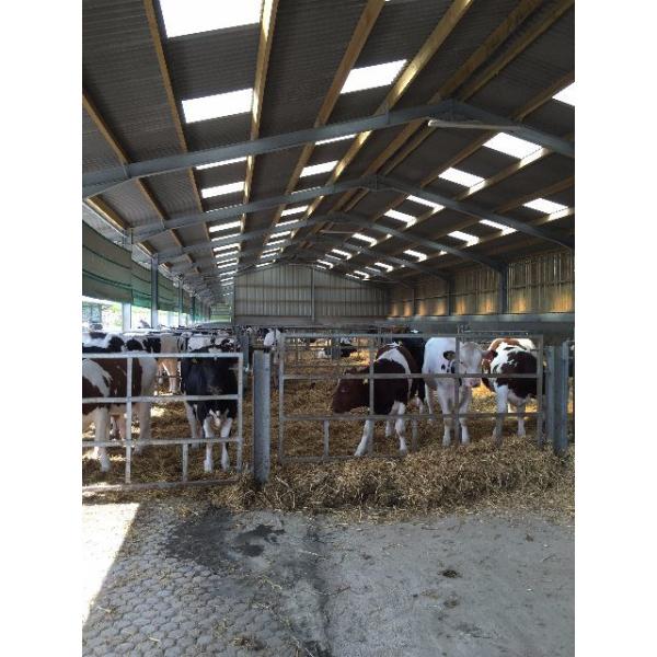 Customized Steel Structure Cow Farm Building for Livestock House Management